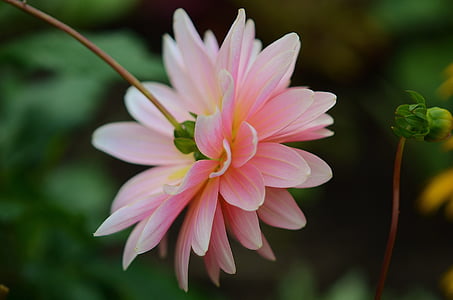 closeup photography of pink petaled flower in bloom