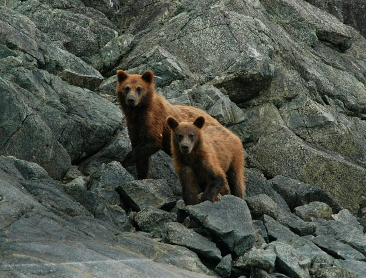 two brown bears stands on grey concrete rocks