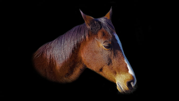 photo of brown horse headbust