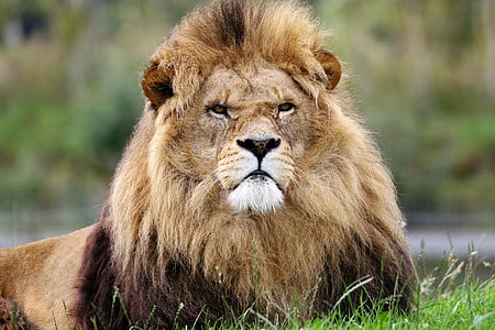 lion lying on grass at daytime photo