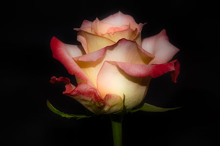 closeup photography of white and pink rose flower