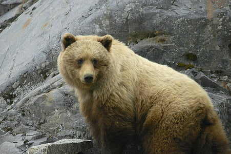 brown bear beside gray rock formation