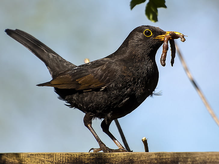 selective focus photography of common blackbird