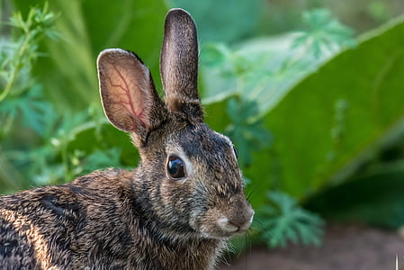 selective focus photography of black and brown rabbit