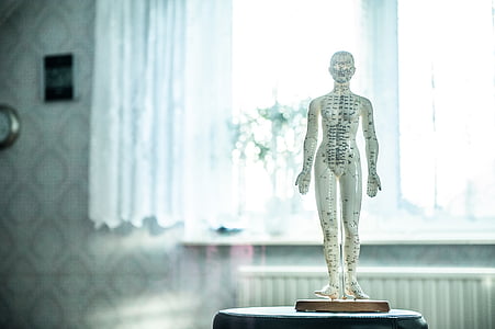 white pressure points scale mannequin overlooking window inside well lighted room