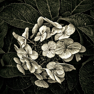 grayscale photo of lace-cup hydrangea flower