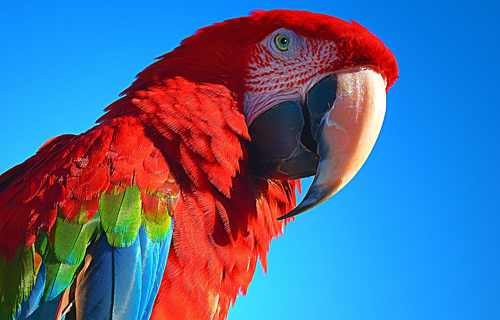 closeup photography of scarlet macaw