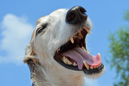 close up photography of dog