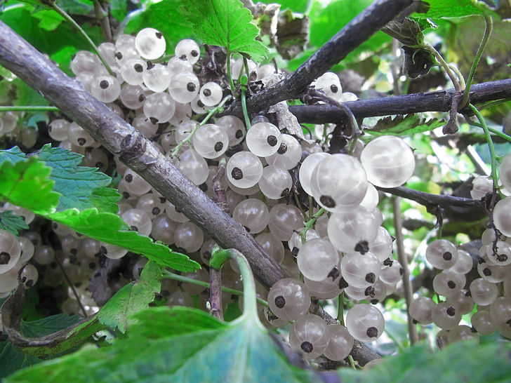 closeup photography of white currant fruits
