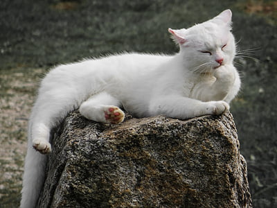 white cat licking paw lying on brown stone