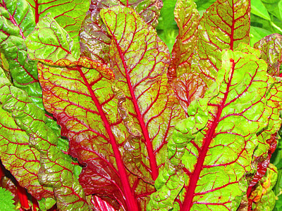 green and maroon vegetable leaves