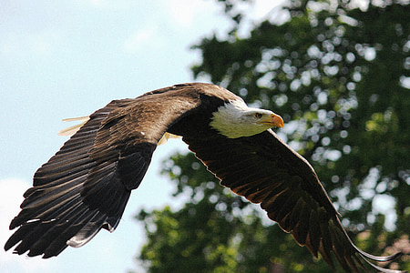 selective focus photography of black and white eagle hovering near tree
