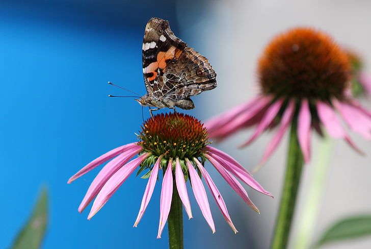 selective focus photography of painted lady butterfly perched on pink petaled flower