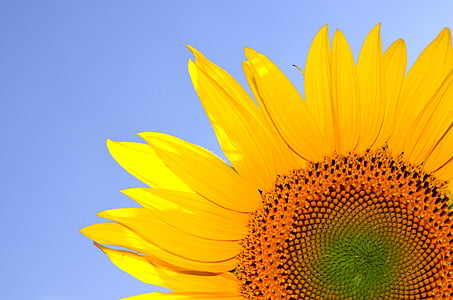 close-up of a yellow sunflower in bloom