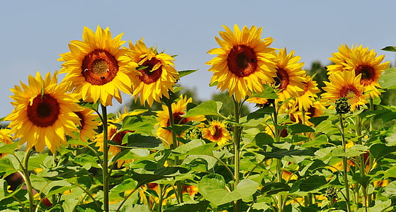 photo of sunflower field at daytime