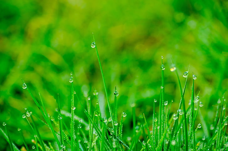 selective focus photo of green grasses with dew drops at daytime
