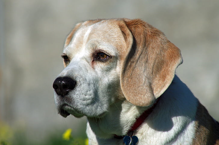 close-up photo of white and brown dog