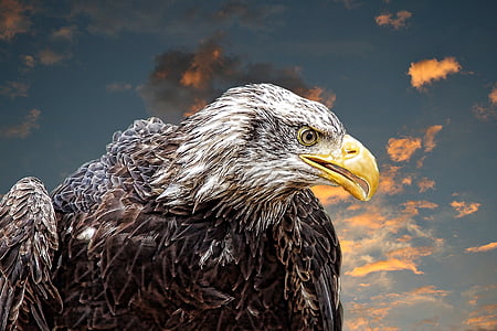 American bald eagle illustration