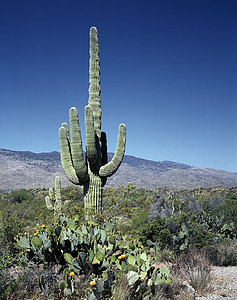 green cactus near mountain during daytime