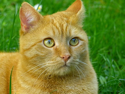 orange cat on green grass field