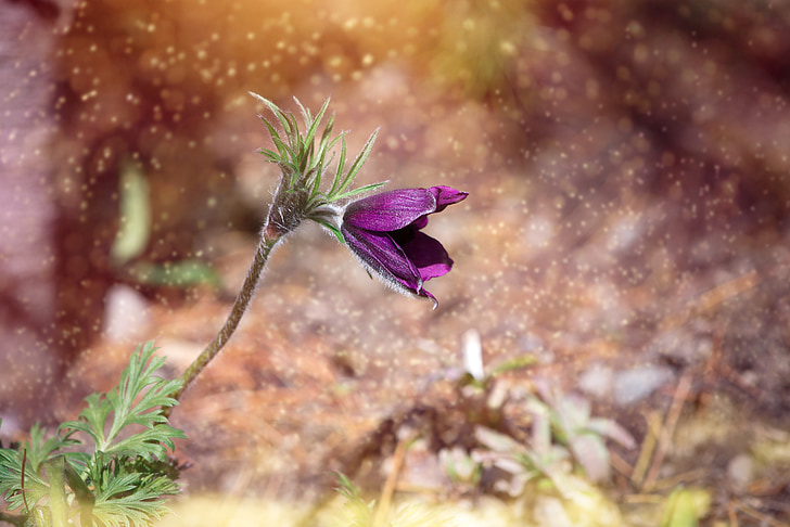 selective focus photography of purple pasque flower