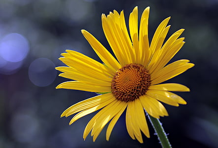 close-up photography of yellow daisy