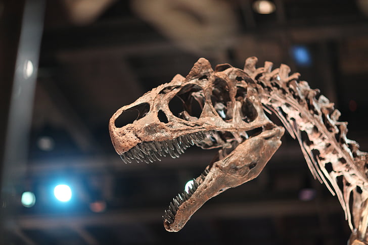 shallow focus photography of dinosaur skeleton
