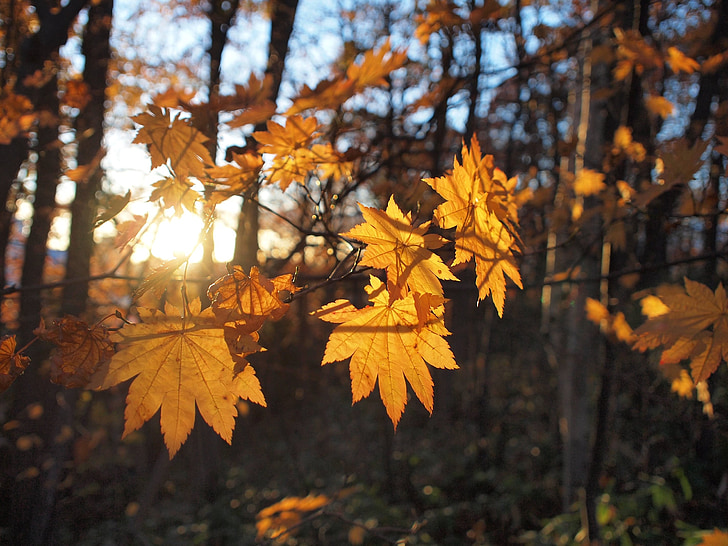 brown maple leaf hit by sun light