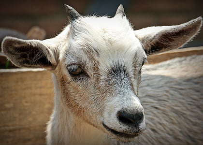 selective focus photography of white goat