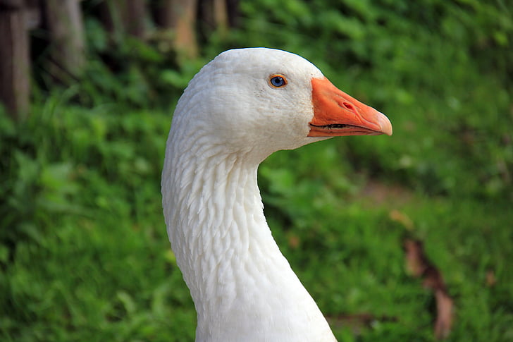 focus photo of white domestic goose