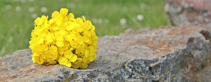 yellow petaled flowers on gray and brown concrete surface