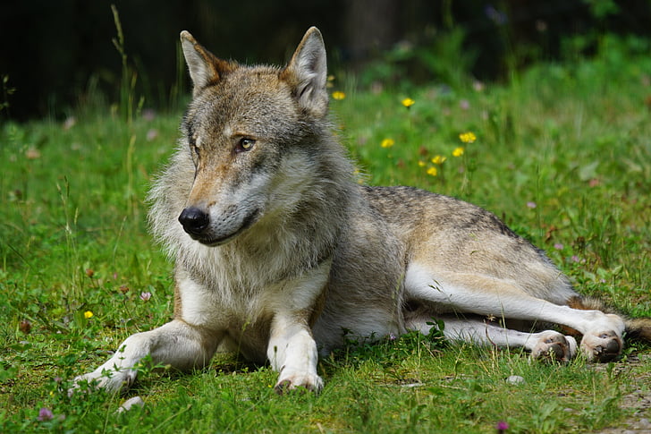 gray and brown wolf on green grass