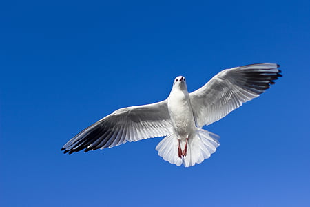 white dove flying under blue sky