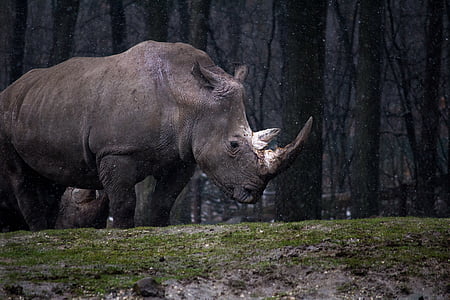 gray rhino near trees during daytime