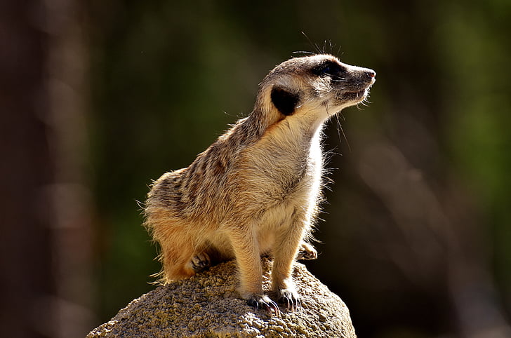 shallow focus photography of meerkat