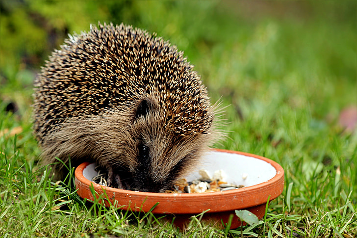 hedgehog on grass field while eating