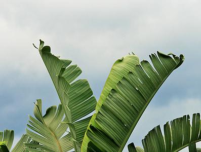 green leaves during cloudy day