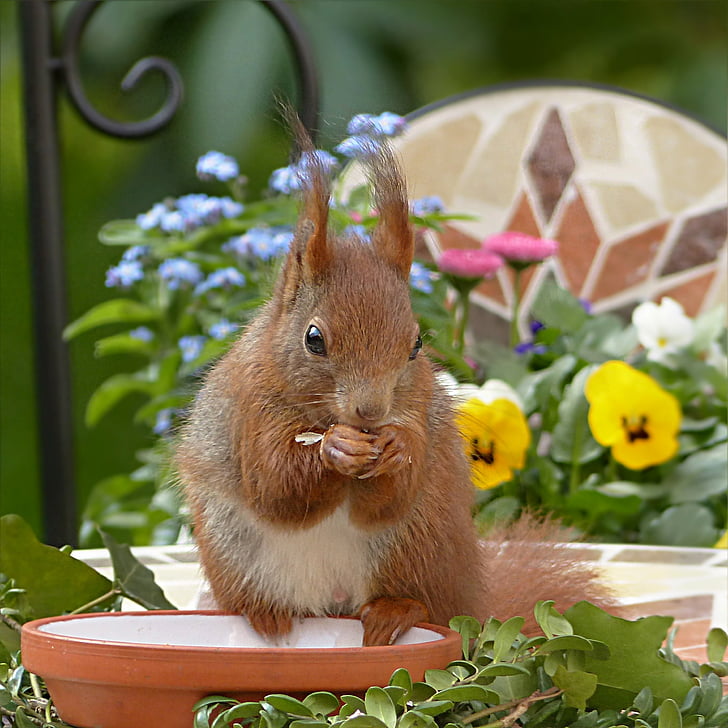 brown squirrel sitting on brown plant pot during daytime