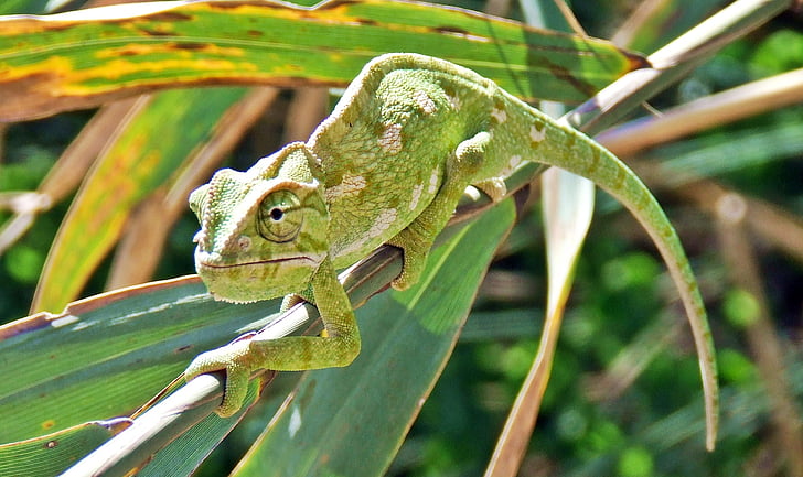 chameleon on tree twig