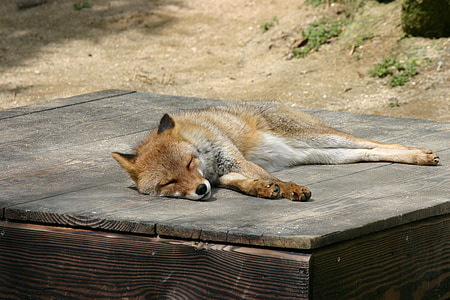 brown fox sleepin on brown wood