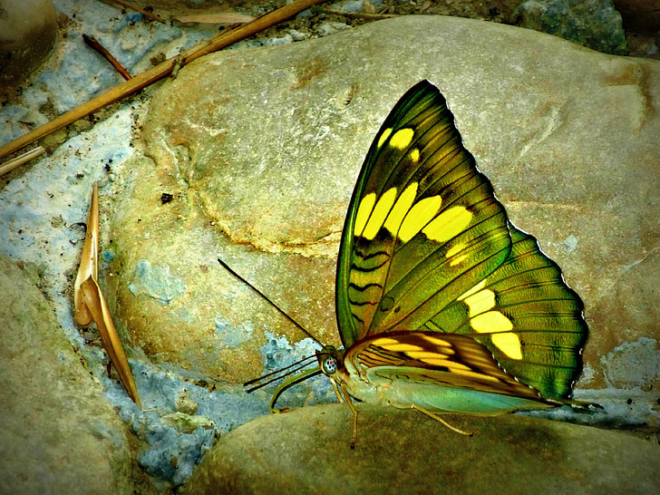 green and yellow butterfly photo