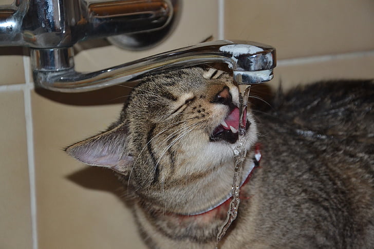 Royalty Free Photo Gray Tabby Cat Drinking On Faucet Pickpik