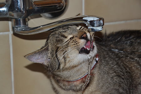 gray Tabby cat drinking on faucet