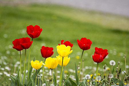 red and yellow flowers during daytime