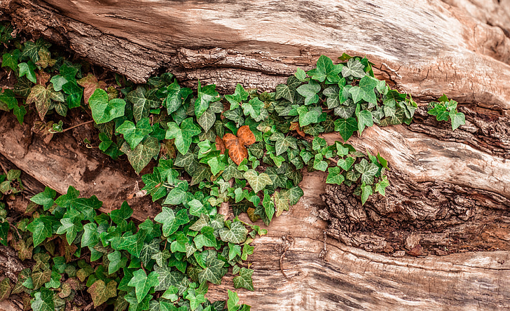 green leaves on brown wooden bark