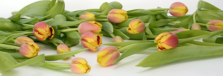 red-and-yellow tulip flowers