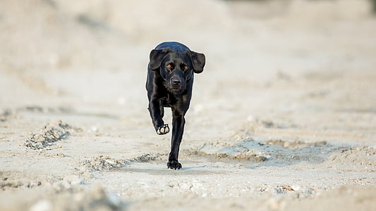 short-coated black dog running on beige soil during daytime
