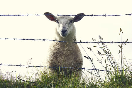 white lamb on grass