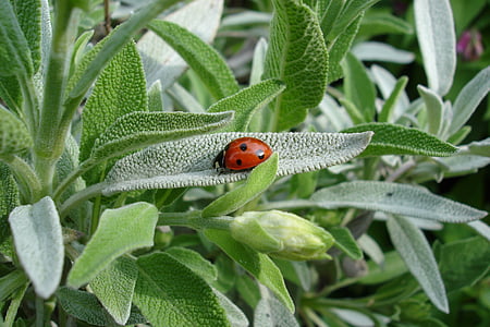 ladybug on green leafed