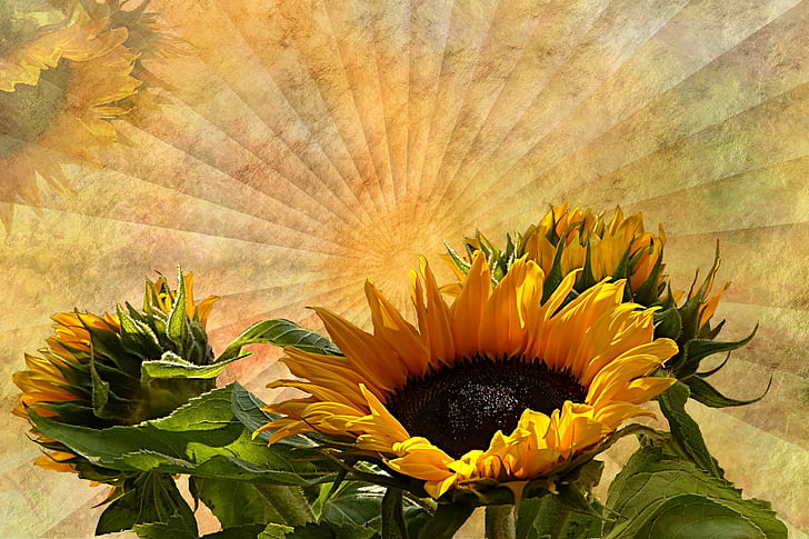 close-up photo of sunflower flowers